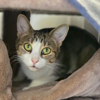 Daisy [FeLV+], chatte à adopter