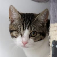 CHEYENNE, chatte à adopter