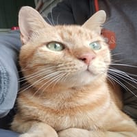 DIKY (réservé), chat à adopter