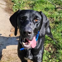 ZIPPY, chien à adopter