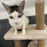 BIANCA, chatte à adopter