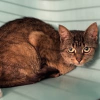 Crevette CAB4683, chatte à adopter