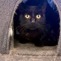 RISOTTO, chat à adopter