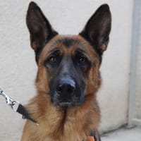 Black, chien à adopter