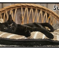 SUMBA(Réservé), chat à adopter