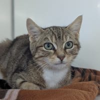 XS, chat à adopter