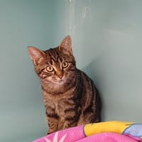 UMBRA, chatte à adopter