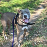 Zodia, chienne à adopter
