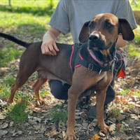 KARA, chienne à adopter