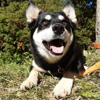 Lili, chienne à adopter