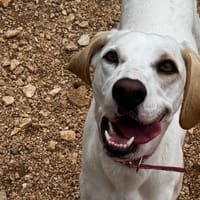 PEACH, chienne à adopter