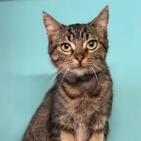 Etoile CAB4682, chatte à adopter