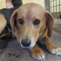 CRUMBLE, chien à adopter