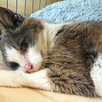 Zico, chat à adopter