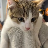 BROWNIE, chat à adopter