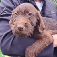 CHESTER, chien à adopter