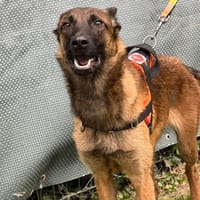 DAISY, chienne à adopter
