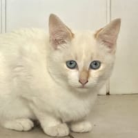 Ajax, chat à adopter