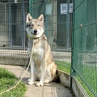 FURY, chienne à adopter