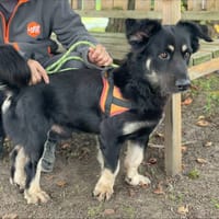 UNO, chien à adopter
