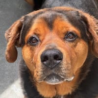 Leyton, chien à adopter