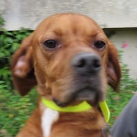 BOBINE, chienne à adopter