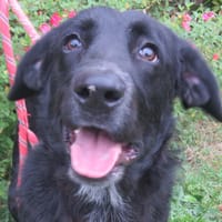 CASTOR, chien à adopter