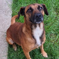 ATIKA, chienne à adopter