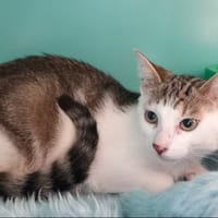 Papouille, chatte à adopter