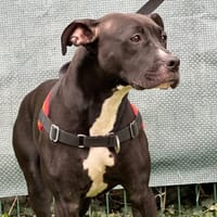 VAIANA, chienne à adopter