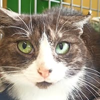 Mel, chatte à adopter