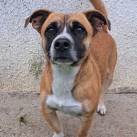 SHANA, chienne à adopter