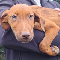 PATCH, chien à adopter