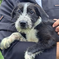 DUSTY, chien à adopter