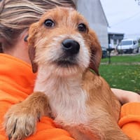 AUSTIN, chien à adopter