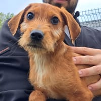 ACE, chien à adopter
