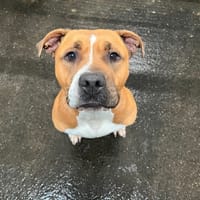 RUNE, chienne à adopter