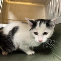 MUFFIN, chat à adopter