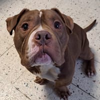 OTTIS, chien à adopter
