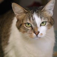Lynette, chatte à adopter