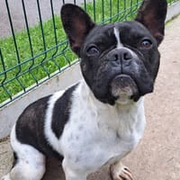 LORETTE, chienne à adopter