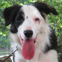 VIXY, chienne à adopter