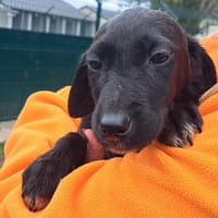 ALASIE, chienne à adopter