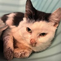 Alphonse, chat à adopter