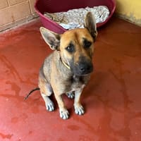 GINA PAA23053, chienne à adopter