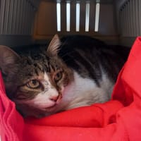 MIMI, chat à adopter