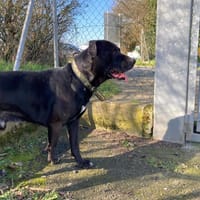 TOON'S, chien à adopter