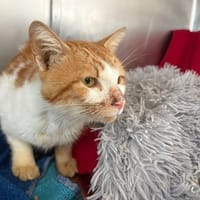Poseidon, chat à adopter