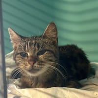 GEORGETTE, chatte à adopter