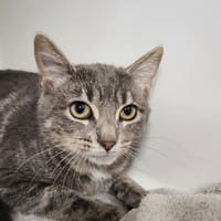 GOWI, chatte à adopter
